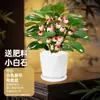 Planta de Vaso Árvore de Bodhi com Frutas Bonsai Planta de Interior para Escritório Decoração de Mesa Planta Verde Zen Chinesa
