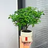 Planta en Maceta Auténtica de Pimienta Fragante para Sala de Estar y Escritorio de Oficina, Planta Verde Repelente de Mosquitos, Planta Bonsái de Tocón Viejo, Fácil de Mantener