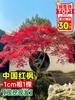 Dropshipping Plántulas de Arce Rojo Japonés Todo el Año Red Dancer Arce de Hoja Rojo para Exterior Bonsái en Maceta Planta para Enverdecer Patio Estilo