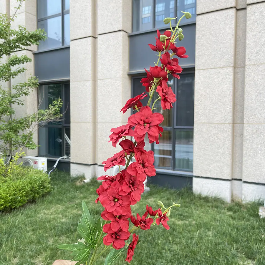 2叉得意飞燕草-wxjygx-红色.JPG