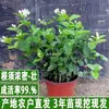 Planta de Jazmín en Maceta Florece en Todas las Estaciones, Plántulas de Jazmín Especialmente Aromáticas con Capullos, Plantas con Flores, Florales de Interior, Fácil de Cultivar