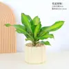 Plantas em Vasos Coração Dourado para Decoração de Mesa de Escritório: Pequenos Bonsais, Madeira Brasileira, Ipê-de-Yemen, Árvore Sangue-de-Dragão em Vasos