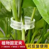 Clips para Plantas Frutíferas e Hortaliças, Clips de Plástico para Vinhas, Clips para Galhos, Clips para Vinhas, Clips de Suporte para Vinhas, Clips para Tomate, Clips para Fixação de Vinhas