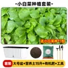 Maceta para plantar verduras en balcón, caja de plantación de verduras de autorriego, para personas perezosas, rectangular, para plantar cebolla, maceta de plástico para flores, interior, anillo de resina, envoltorio