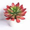 Planta Suculenta Simulada Maceta Planta 3D Fondo de Pared Combinación Marco de Fotos Decoración Flor de Plástico Tropical Venta al por Mayor