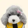 Venda quente adorno de cabeça de laço para pet adorno de cabeça de cachorro elástico acessórios para pet à vista atacado