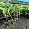 Plántulas de berenjena, Plántulas de verduras, Berenjena morada larga, Berenjena morada redonda, Varias verduras, Plántulas de pimiento, Plántulas de tomate, Plántulas de verduras en maceta