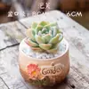 Nuevo Set de Plantas Suculentas de Interior con Maceta Florero Rocío de Jade Paquete de Tierra para Principiantes, Plantas y Flores Verdes Fáciles de Cuidar