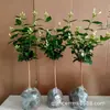 Planta en Maceta de Jazmín de Punta de Pluma Fuertemente Fragante para Interior, Balcón y Sala de Estar, Jazmín de Punta de Pluma de Flor Simple, Tallo Único, Planta Verde