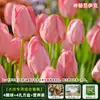 Resistencia al FríoTulipán Holandés Hidropónico Planta de Floración Cuatro Estaciones Planta Verde Flores en Maceta para Sala de Estar Apto para Principiantes