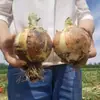 Semillas de Cebolla Amarilla Lutong Golden Diamond para Frutas y Verduras, Semillas de Verduras para Huertos Caseros, Verduras de Cuatro Estaciones