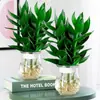 Planta hidropónica de bambú Guan Yin con raíces, planta verde decorativa, bambú de la suerte, planta verde, planta de interior en maceta, bambú de la fortuna con jarrón, fácil de cuidar