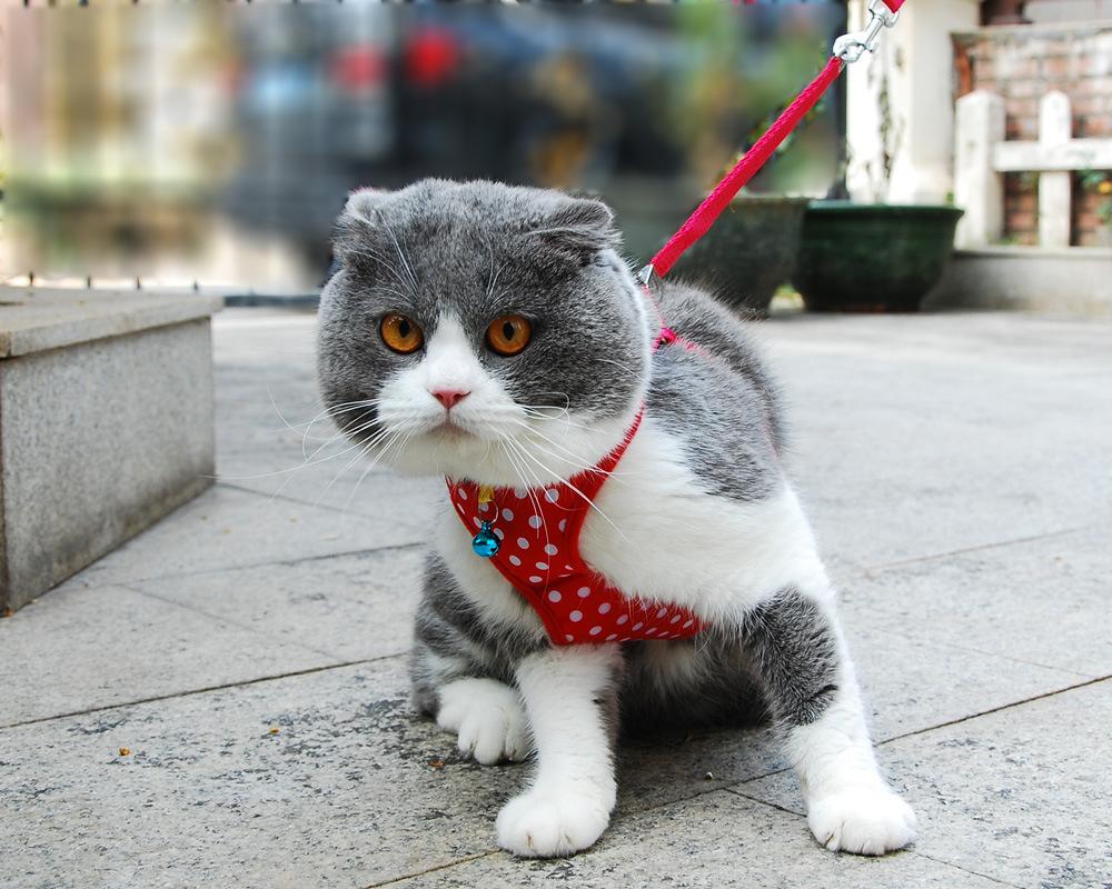 vest harness dot red1.jpg