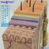Modelo de Nivel de Estructura de Piel Humana Médica Tridimensional Enseñanza de Belleza Micro Cirugía Plástica Dermatología