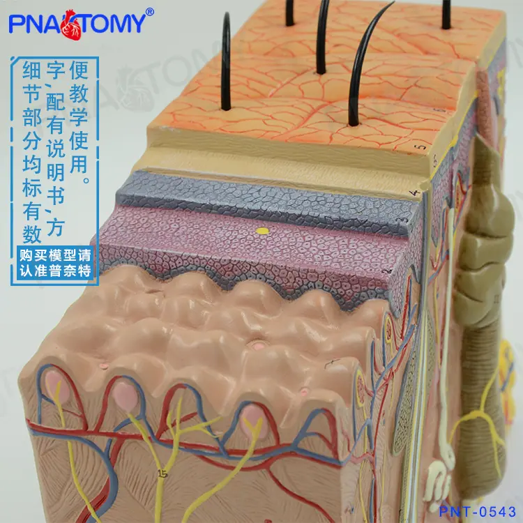 70倍皮肤03