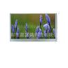 Pantalla LCD Original de 8 pulgadas 1280*720 Pantalla Desnuda Pantalla LCD Claa080Wk07
