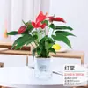 Nueva Planta de Anthurium Hidropónico en Maceta, Palma Blanca y Eneldo Verde, Florales de Interior Florecen Suavemente en Todas las Estaciones y la Buena Suerte Está en Almacén