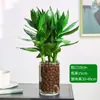 Bambú Guanyin, Bambú Atractor de Fortuna, Flor de Raíz Hidropónica, Planta Verde Atractora de Riqueza, Cesta de Potos, Planta en Maceta Fácil de Cuidar para Uso en Oficina