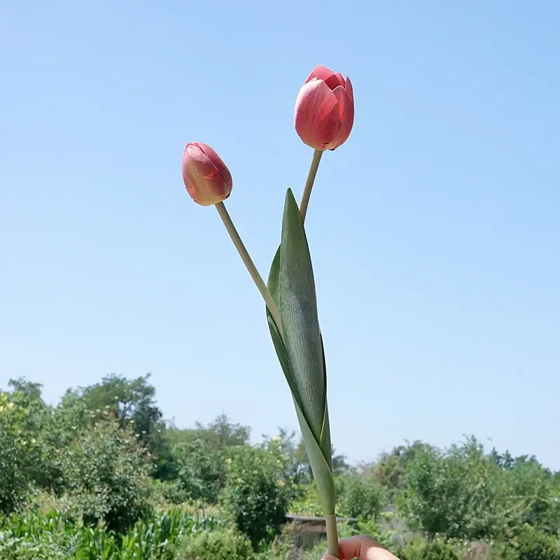 DSC03558.JPG