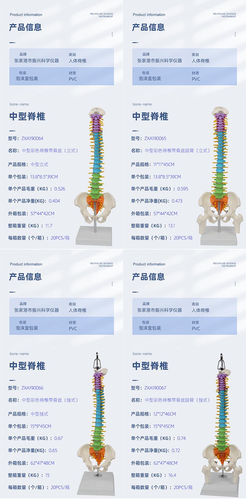 彩色中型脊椎合集详情.jpg