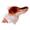 Conchas Naturais, Caracóis Espirais Vermelhos, Adereços para Decoração de Casamento, Decoração para Aquário de Peixes, Caracóis Espirais com Rosca Interna