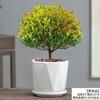 Plantas de Vaso Evergreen Old Pile Flower no Escritório São Fáceis de Cultivar Planta Vermelha de Folha Pequena Nan Bonsai Vaso de Cerâmica Plantas Verdes