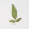 Flor de Bidens bipinnata repujada gota de flor seca pegamento para manualidades carcasa de teléfono móvil espécimen de planta material de marcapáginas hecho a mano para niños