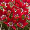 Bulbos de Tulipán Nativos, Bulbos Pequeños, Florales Perennes, Plantas en Maceta Importadas de los Países Bajos, Plantas de Jardín para Principiantes