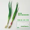 Modelo de Verdura Simulada Lechuga Falsa Repollo Brócoli Hojas Verdes Hojas de Shanghái Modelo de Gabinete Decoración para Casa