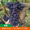 Dropshipping Patio Extra Grande Sunshine Rose Uva Plantón Jufeng Planta en Maceta Plantación Norte-Sur Plantación en el Suelo Plantación Resistente al Frío Escalada
