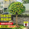 Planta de Osmanthus en Maceta, Árbol Grande de Osmanthus de Cuatro Estaciones en Maceta, Planta Verde Grande para Oficina Interior, Florece Todas las Estaciones, Tocón Viejo Nativo