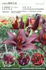 Bulbos de Lírio de Outono de Floração Dupla, Mudas de Flores de Floração Simples, Lírios Perfumados Comprados Diretamente da Holanda, Canhão de Ferro, Plantas de Vaso para Iniciantes do Pátio Karie