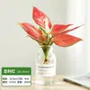 Plantas Hidropônicas, Plantas Verdes, Flores, Plantas de Interior Fáceis de Cultivar, Rabanete Verde, Cipreste de Bambu, Bambu da Sorte, Jiboia, Costela de Adão, Plantas Pequenas de Casco de Tartaruga, Plantas de Vaso para Mesa