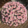 Semillas al por mayor para Semillas de Flores Transfronterizas: Girasoles, Cosmos, Caléndulas, Semillas de Flores con Personalización de Etiqueta