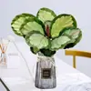 Plantas hidropônicas fáceis de cultivar em ambientes internos Calathea Maçã Verde planta verde planta em vaso adequada para todas as estações sala de estar escritório mesa folhas grandes tolerante à sombra