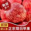 Maçã Yantai Autêntica Qixia Red Fuji, fruta fresca crocante e doce, caixa inteira, envio direto da origem, frete grátis para um item, transfronteiriço