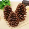Pinheiro Americano, Pinheiro Local, Pinheiro de Abeto, Pinhas, Lariço de Folha Caduca Decoração de Natal Pinha Flores Secas Decoração DIY