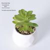 Uau, planta suculenta de simulação personalizada, planta verde, cacto, combinação de decoração para interior de escritório, bonsai em vaso, atacado
