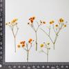 Gypsophila Gypsophila Sucção Cor Seca Flor Pressionando Amostra de Planta Ensino Gota de Cola Moldura de Foto Marcador Feito à Mão Defletor Infantil Atacado Transfronteiriço