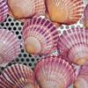 Concha de vieira blanca natural concha grande de vieira gris Pared pintura DIY acuario paisajismo mariscos hawaianos al por mayor 5cm