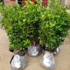 Plantones de Acebo en Envío Directo, Boj de Hokkaido de Hoja Grande, Acebo Francés, Resistente al Frío y a las Heladas, Verde Se Puede Plantar en el Patio