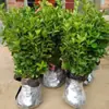 Venta minorista en línea de plantones de acebo, Boj de Hokkaido de hoja grande, Acebo francés, Resistente al frío y a las heladas, Se puede plantar en el jardín