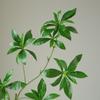 Madeira bêbada de cavalo simulada planta verde falsa paisagismo interno decoração de piso de sala de estar relógio de parede japonês decoração de galho único de madeira bêbada de cavalo