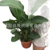 Interior de Sala de Estar com Expositores, Aves-do-Paraíso em Vasos Verdes, Plantas e Florais, Strelitzia Reginae