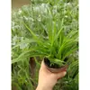 Phnom Penh Chlorophytum Plantas de Interior en Maceta Florales Casa Nueva Purificación del Hogar Absorción de Aire Formaldehído Hidropónico Colgante Plantas Verdes