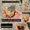 Trilobite paleobiológico, fósil auténtico, caja decorativa para reptiles, paisaje desértico, tabú, melena húmeda, adornos de reptil león
