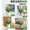 Planta en Maceta de Anturio con Flores, Planta de Interior para Escritorio de Oficina, Planta Verde para Sala de Estar, Purifica el Aire, Bonsái Fácil de Mantener