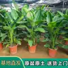 Ave-do-Paraíso Planta Verde Real Sala de Estar Strelitzia Reginae de Folha Grande Boa Planta para Todas as Estações Escritório Absorvedora de Formaldeído Monstera Planta em Vaso