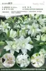 Bulbos de Lírio de Outono de Floração Dupla, Mudas de Flores de Floração Simples, Lírios Perfumados Comprados Diretamente da Holanda, Canhão de Ferro, Plantas de Vaso para Iniciantes do Pátio Karie