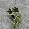 Fabricante de Flores Artificiales para Bodas Verdes Hortensia Verde Rosa Rocío de Golondrina Loto Bola de Cebolla Decoración Suave para Bodas Flor Artificial al por Mayor